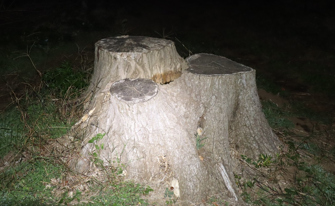 コナラの朽ちた切り株_クワガタ達のオアシス_2023年11月2日19時 気温16度